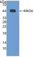 NPPA / ANP Antibody - Western Blot; Sample: Recombinant NPPA, Rat.