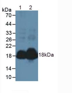 NPPA / ANP Antibody - Western Blot; Sample: Lane1: Mouse Heart Tissue; Lane2: Rat Heart Tissue.