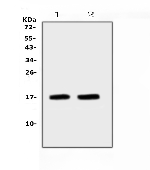 NPPA / ANP Antibody - Western blot analysis of ANP using anti-ANP antibody. Electrophoresis was performed on a 5-20% SDS-PAGE gel at 70V (Stacking gel) / 90V (Resolving gel) for 2-3 hours. The sample well of each lane was loaded with 50ug of sample under reducing conditions. Lane 1: mouse heart tissue lysates, Lane 2: mouse heart tissue lysates. After Electrophoresis, proteins were transferred to a Nitrocellulose membrane at 150mA for 50-90 minutes. Blocked the membrane with 5% Non-fat Milk/ TBS for 1.5 hour at RT. The membrane was incubated with rabbit anti-ANP antigen affinity purified polyclonal antibody at 0.5 ?g/mL overnight at 4?C, then washed with TBS-0.1% Tween 3 times with 5 minutes each and probed with a goat anti-rabbit IgG-HRP secondary antibody at a dilution of 1:10000 for 1.5 hour at RT. The signal is developed using an Enhanced Chemiluminescent detection (ECL) kit with Tanon 5200 system. A specific band was detected for ANP at approximately 17KD. The expected band size for ANP is at 17KD.