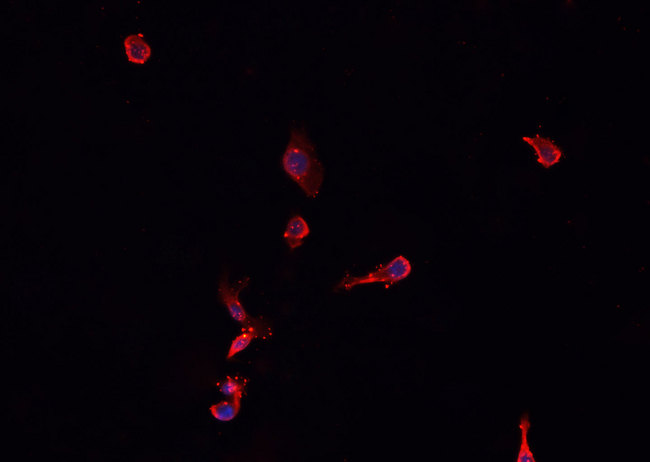 NPPA / ANP Antibody - Staining HepG2 cells by IF/ICC. The samples were fixed with PFA and permeabilized in 0.1% Triton X-100, then blocked in 10% serum for 45 min at 25°C. The primary antibody was diluted at 1:200 and incubated with the sample for 1 hour at 37°C. An Alexa Fluor 594 conjugated goat anti-rabbit IgG (H+L) antibody, diluted at 1/600, was used as secondary antibody.