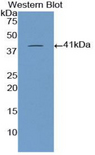 NPPB / BNP Antibody - Western blot of recombinant NPPB / BNP.  This image was taken for the unconjugated form of this product. Other forms have not been tested.