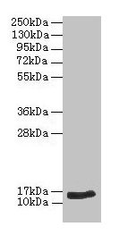 NPPB / BNP Antibody - Western blot All lanes: NT-proBNP antibody at 2µg/ml + Hela whole cell lysate Secondary Goat polyclonal to rabbit IgG at 1/10000 dilution Predicted band size: 15 kDa Observed band size: 15 kDa