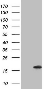 NPPB / BNP Antibody - HEK293T cells were transfected with the pCMV6-ENTRY control. (Left lane) or pCMV6-ENTRY NPPB. (Right lane) cDNA for 48 hrs and lysed