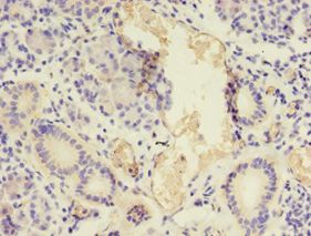 NPPB / BNP Antibody - Immunohistochemistry of paraffin-embedded human pancreas tissue using antibody at 1:100 dilution.  This image was taken for the unconjugated form of this product. Other forms have not been tested.