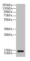 NPPB / BNP Antibody - Western blot All lanes: NPPB antibody at 2µg/ml + Mouse brain tissue Secondary Goat polyclonal to rabbit IgG at 1/10000 dilution Predicted band size: 15 kDa Observed band size: 15 kDa