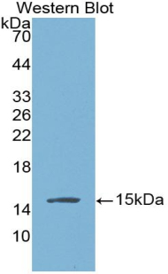 NPPB / BNP Antibody - Western blot of recombinant NPPB / BNP.