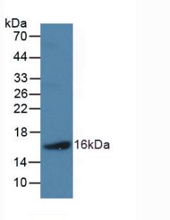 NPPB / BNP Antibody - Western Blot; Sample: Recombinant NPPB, Human.