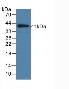 NPPB / BNP Antibody