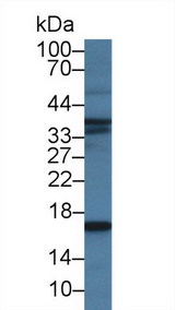 NPPB / BNP Antibody - Western Blot; Sample: Porcine Skeletal muscle lysate; Primary Ab: 2µg/ml Mouse Anti-Human BNP Antibody Second Ab: 0.2µg/mL HRP-Linked Caprine Anti-Mouse IgG Polyclonal Antibody