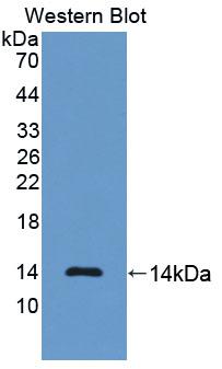 NPPB / BNP Antibody