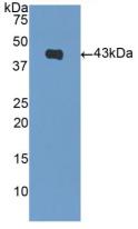 NPPB / BNP Antibody