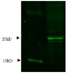 NPPB / BNP Antibody - Immunodetection Analysis: Representative blot from a previous lot. Lane 1.recombinant protein proBNP; lane 2. T98G cell lysate. The membrane blot was probed with anti-proBNP primary antibody (0.25?g/ml). Proteins were visualized using a goat anti-rabbit secondary antibody conjugated to HRP and chemiluminescence detection system. Arrows indicate cellular proBNP from human and mouse cells (35 kDa).