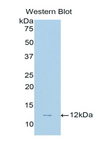 NPPC Antibody - Western blot of recombinant CNP2 / NPPC.  This image was taken for the unconjugated form of this product. Other forms have not been tested.