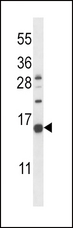 NPPC Antibody - NPPC Antibody western blot of K562 cell line lysates (35 ug/lane). The NPPC antibody detected the NPPC protein (arrow).