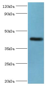 NPR2L / TUSC4 Antibody - Western blot. All lanes: Nitrogen permease regulator 2-like protein antibody at 7 ug/ml+mouse skeletal muscle tissue. Secondary antibody: Goat polyclonal to rabbit at 1:10000 dilution. Predicted band size: 44 kDa. Observed band size: 44 kDa.