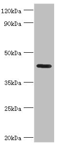 NPR2L / TUSC4 Antibody - Western blot All lanes: Nitrogen permease regulator 2-like protein antibody at 7µg/ml + Mouse skeletal muscle tissue Secondary Goat polyclonal to rabbit IgG at 1/10000 dilution Predicted band size: 44, 24 kDa Observed band size: 44 kDa