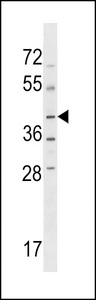 NPR2L / TUSC4 Antibody - NPRL2 Antibody western blot of HL-60 cell line lysates (35 ug/lane). The NPRL2 antibody detected the NPRL2 protein (arrow).