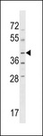 NPR2L / TUSC4 Antibody - NPRL2 Antibody western blot of HL-60 cell line lysates (35 ug/lane). The NPRL2 antibody detected the NPRL2 protein (arrow).