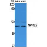NPR2L / TUSC4 Antibody - Western blot of NPRL2 antibody