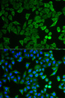 NPR2L / TUSC4 Antibody - Immunofluorescence analysis of HeLa cells.