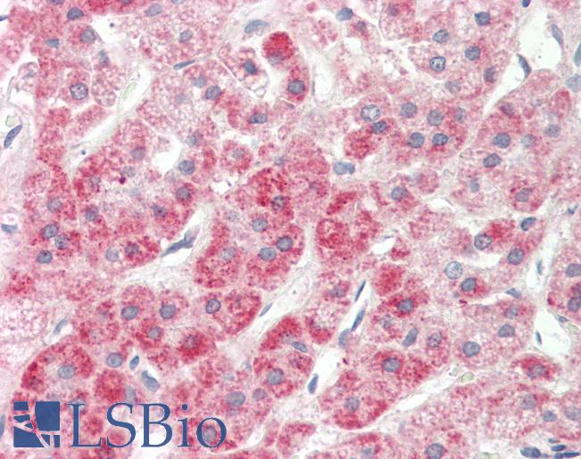 NPR2L / TUSC4 Antibody - Anti-NPR2L / TUSC4 antibody IHC staining of human adrenal. Immunohistochemistry of formalin-fixed, paraffin-embedded tissue after heat-induced antigen retrieval. Antibody concentration 20 ug/ml.  This image was taken for the unconjugated form of this product. Other forms have not been tested.