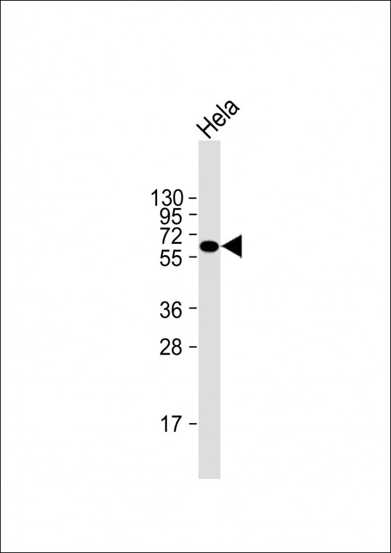 NPR3 Antibody - Anti-Natriuretic Peptide Receptor C Antibody at 1:2000 dilution + Hela whole cell lysate Lysates/proteins at 20 µg per lane. Secondary Goat Anti-mouse IgG, (H+L), Peroxidase conjugated at 1/10000 dilution. Predicted band size: 60 kDa Blocking/Dilution buffer: 5% NFDM/TBST.