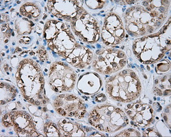 NPR3 Antibody - IHC of paraffin-embedded Kidney tissue using anti- mouse monoclonal antibody. (Dilution 1:50).