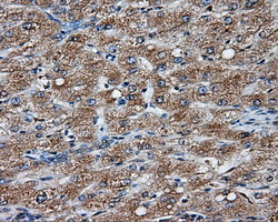 NPR3 Antibody - IHC of paraffin-embedded liver tissue using anti- mouse monoclonal antibody. (Dilution 1:50).