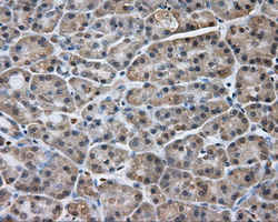 NPR3 Antibody - IHC of paraffin-embedded pancreas tissue using anti- mouse monoclonal antibody. (Dilution 1:50).
