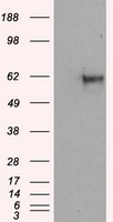NPR3 Antibody - HEK293T cells were transfected with the pCMV6-ENTRY control (Left lane) or pCMV6-ENTRY NPR3 (Right lane) cDNA for 48 hrs and lysed. Equivalent amounts of cell lysates (5 ug per lane) were separated by SDS-PAGE and immunoblotted with anti-NPR3.