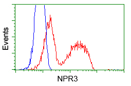 NPR3 Antibody - HEK293T cells transfected with either pCMV6-ENTRY NPR3 (Red) or empty vector control plasmid (Blue) were immunostained with anti-NPR3 mouse monoclonal, and then analyzed by flow cytometry.