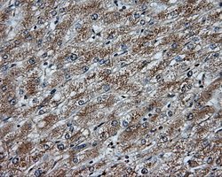 NPR3 Antibody - IHC of paraffin-embedded liver tissue using anti-NPR3 mouse monoclonal antibody. (Dilution 1:50).