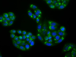 NPR3 Antibody - Immunofluorescent staining of HeLa cells using anti-NPR3 mouse monoclonal antibody.