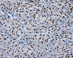 NPR3 Antibody - IHC of paraffin-embedded pancreas tissue using anti-NPR3 mouse monoclonal antibody. (Dilution 1:50).