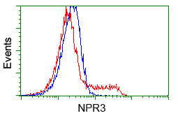 NPR3 Antibody - HEK293T cells transfected with either pCMV6-ENTRY NPR3 (Red) or empty vector control plasmid (Blue) were immunostained with anti-NPR3 mouse monoclonal, and then analyzed by flow cytometry.
