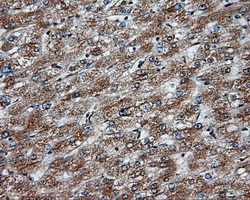NPR3 Antibody - IHC of paraffin-embedded liver tissue using anti- mouse monoclonal antibody. (Dilution 1:50).