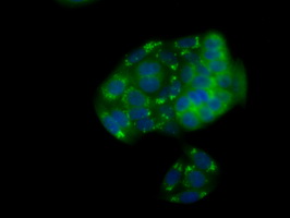 NPR3 Antibody - Immunofluorescent staining of HeLa cells using anti-NPR3 mouse monoclonal antibody.