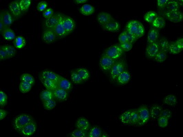 NPR3 Antibody - Immunofluorescent staining of HT29 cells using anti-NPR3 mouse monoclonal antibody.