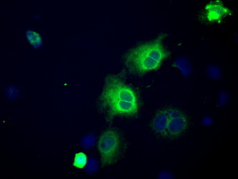 NPR3 Antibody - Anti-NPR3 mouse monoclonal antibody  immunofluorescent staining of COS7 cells transiently transfected by pCMV6-ENTRY NPR3.