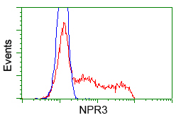 NPR3 Antibody - HEK293T cells transfected with either overexpress plasmid (Red) or empty vector control plasmid (Blue) were immunostained by anti-NPR3 antibody, and then analyzed by flow cytometry.