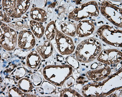 NPR3 Antibody - IHC of paraffin-embedded Kidney tissue using anti- mouse monoclonal antibody. (Dilution 1:50).