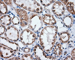NPR3 Antibody - Immunohistochemical staining of paraffin-embedded Kidney tissue using anti- mouse monoclonal antibody. (Dilution 1:50).