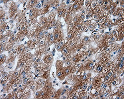 NPR3 Antibody - Immunohistochemical staining of paraffin-embedded liver tissue using anti- mouse monoclonal antibody. (Dilution 1:50).