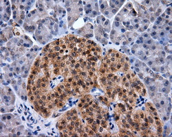 NPR3 Antibody - Immunohistochemical staining of paraffin-embedded pancreas tissue using anti- mouse monoclonal antibody. (Dilution 1:50).