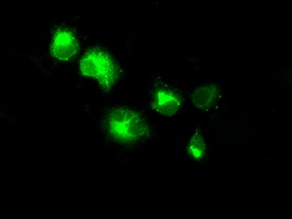 NPR3 Antibody - Anti-NPR3 mouse monoclonal antibody  immunofluorescent staining of COS7 cells transiently transfected by pCMV6-ENTRY NPR3.