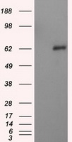 NPR3 Antibody - HEK293T cells were transfected with the pCMV6-ENTRY control (Left lane) or pCMV6-ENTRY NPR3 (Right lane) cDNA for 48 hrs and lysed. Equivalent amounts of cell lysates (5 ug per lane) were separated by SDS-PAGE and immunoblotted with anti-NPR3.