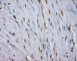NPR3 Antibody - IHC of paraffin-embedded colon tissue using anti- mouse monoclonal antibody. (Dilution 1:50).