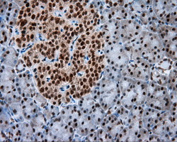 NPR3 Antibody - IHC of paraffin-embedded pancreas tissue using anti- mouse monoclonal antibody. (Dilution 1:50).