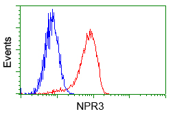 NPR3 Antibody - Flow cytometry of Jurkat cells, using anti-NPR3 antibody, (Red) compared to a nonspecific negative control antibody (Blue).