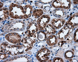 NPR3 Antibody - Immunohistochemical staining of paraffin-embedded Kidney tissue using anti- mouse monoclonal antibody. (Dilution 1:50).